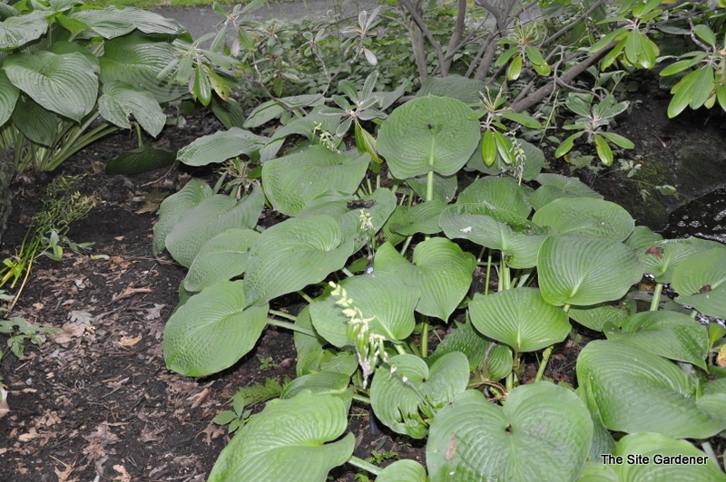 Hosta Sieboldiana 'Elegans' #1 — photo 1