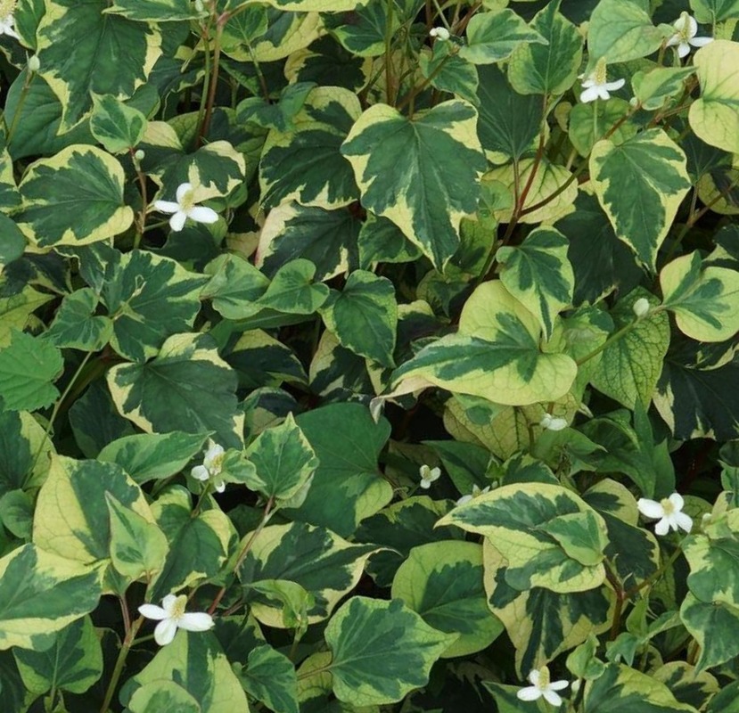 Houttuynia Cordata 'Chameleon' — photo 1