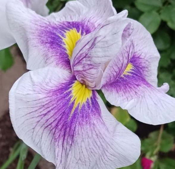 Iris Ensata 'Imperial Magic' — photo 1
