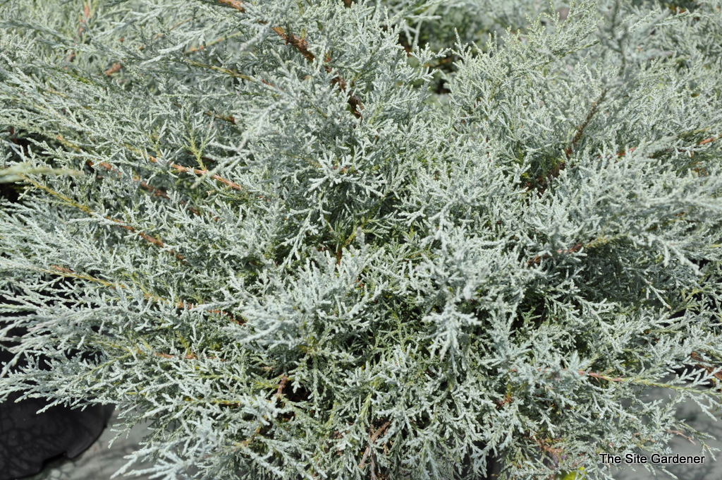 Juniperus Chinensis 'Angelica Blue'