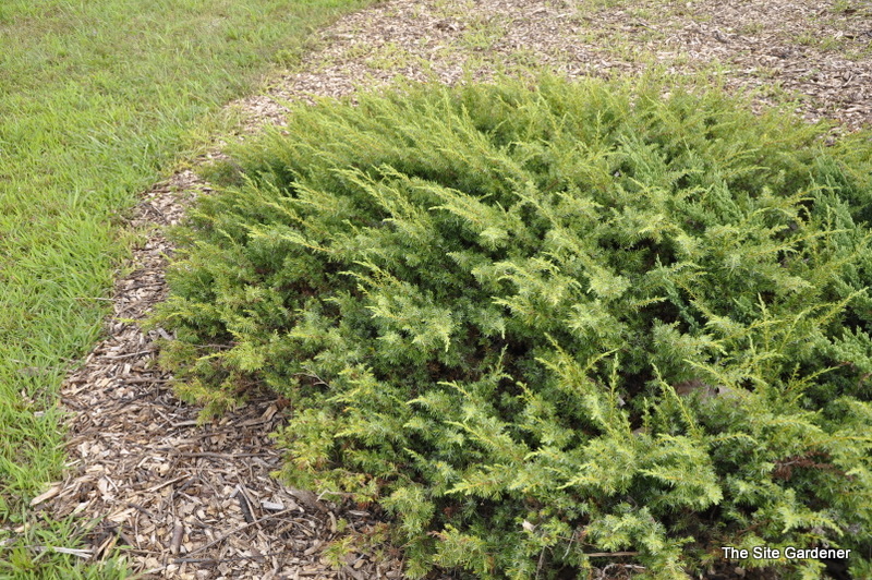 Juniperus Horizontalis 'Copper Delight' - The Site Gardener