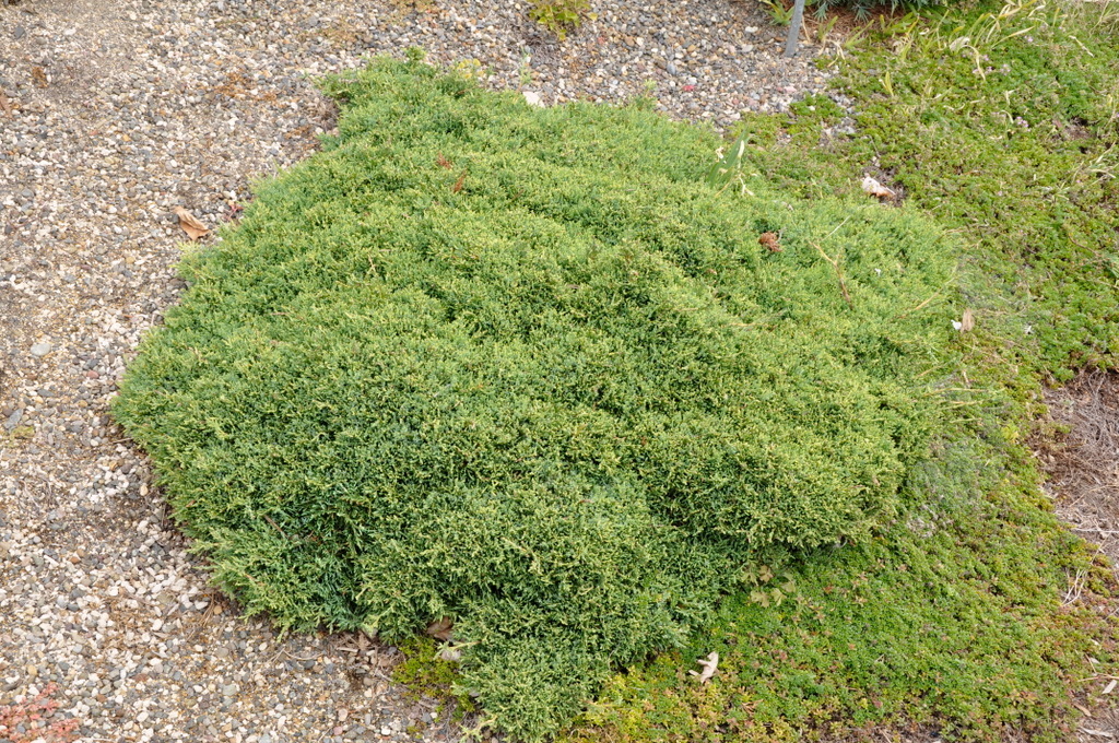 Juniperus Chinensis 'Daniel's Dwarf'