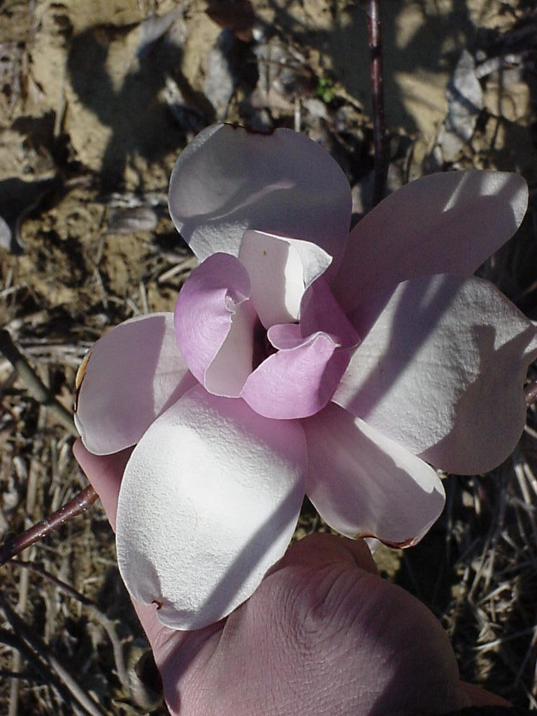 Magnolia x soulangiana Verbanica — photo 1