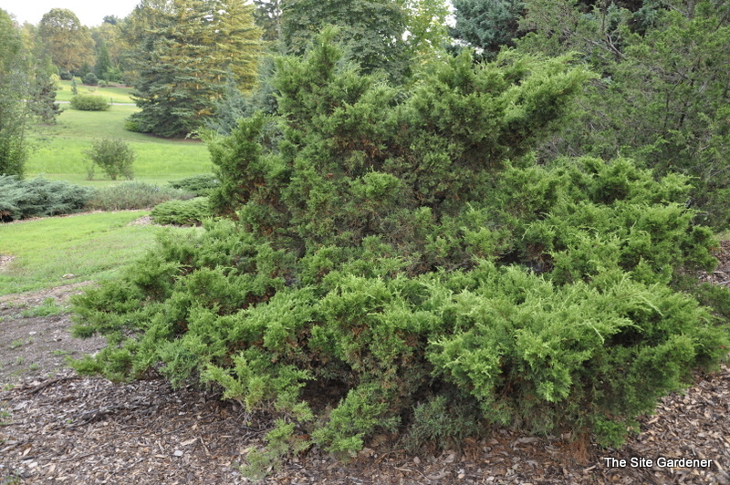 Juniperus scopulorum Jemez
