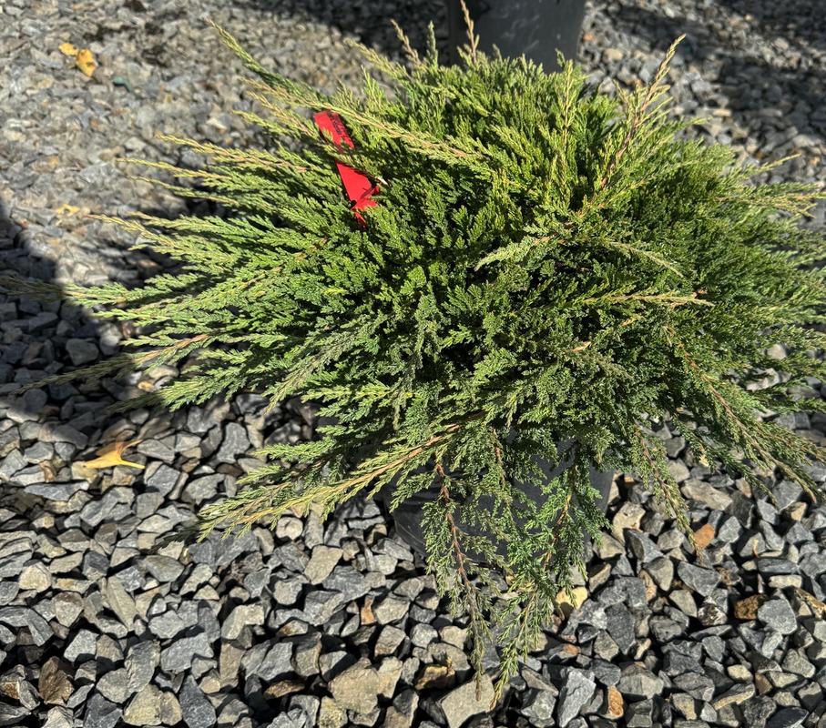 Juniperus Horizontalis 'Prince Of Wales'