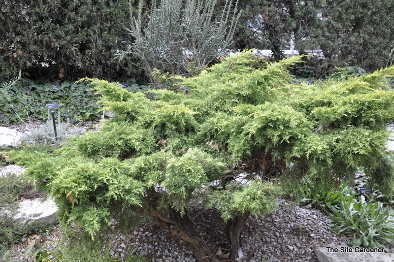 Juniperus Chinensis 'Saybrook Gold'
