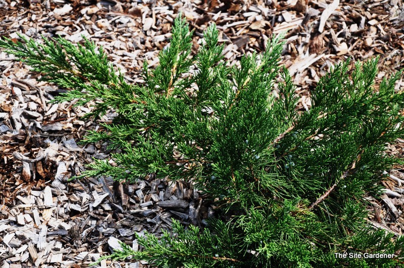 Juniperus chinensis