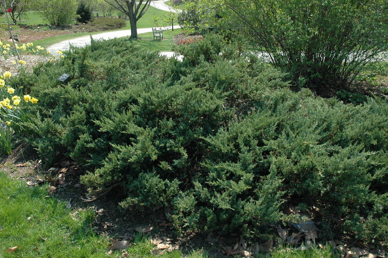 Juniperus Chinensis Var. Sargentii