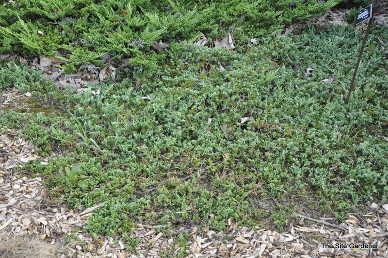 Juniperus Venusta Juniper