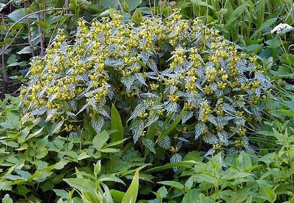 Lamiastrum 'Herman's Pride'