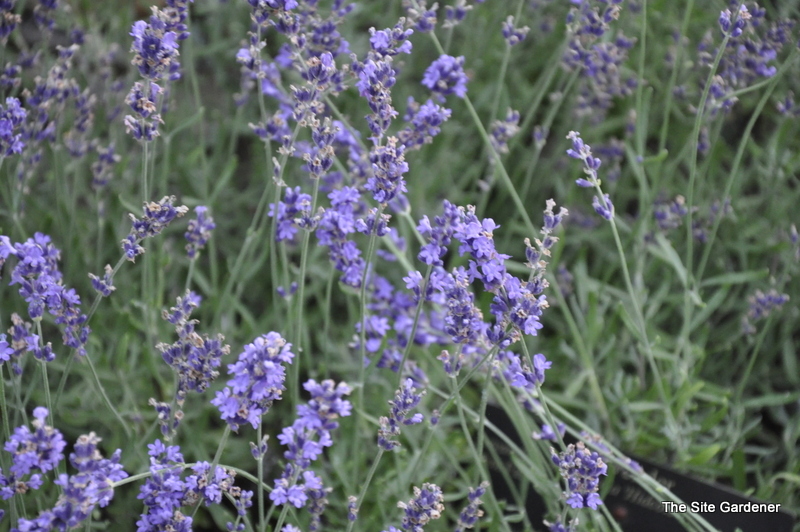 Lavandula Angustifolia — photo 1