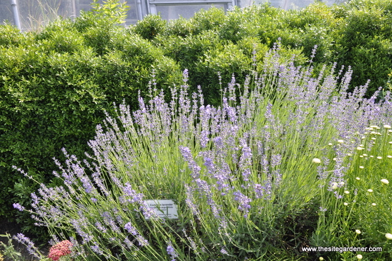 Lavandula Angustifloia - Munstead