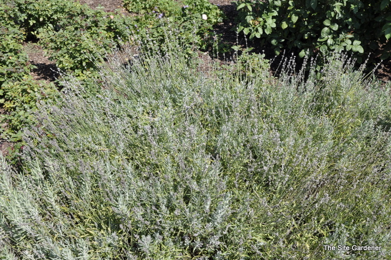 Lavandula Angustifolia - Compacta — photo 1