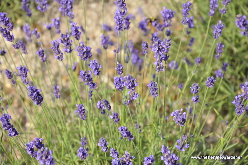 Lavandula Blue River — photo 1