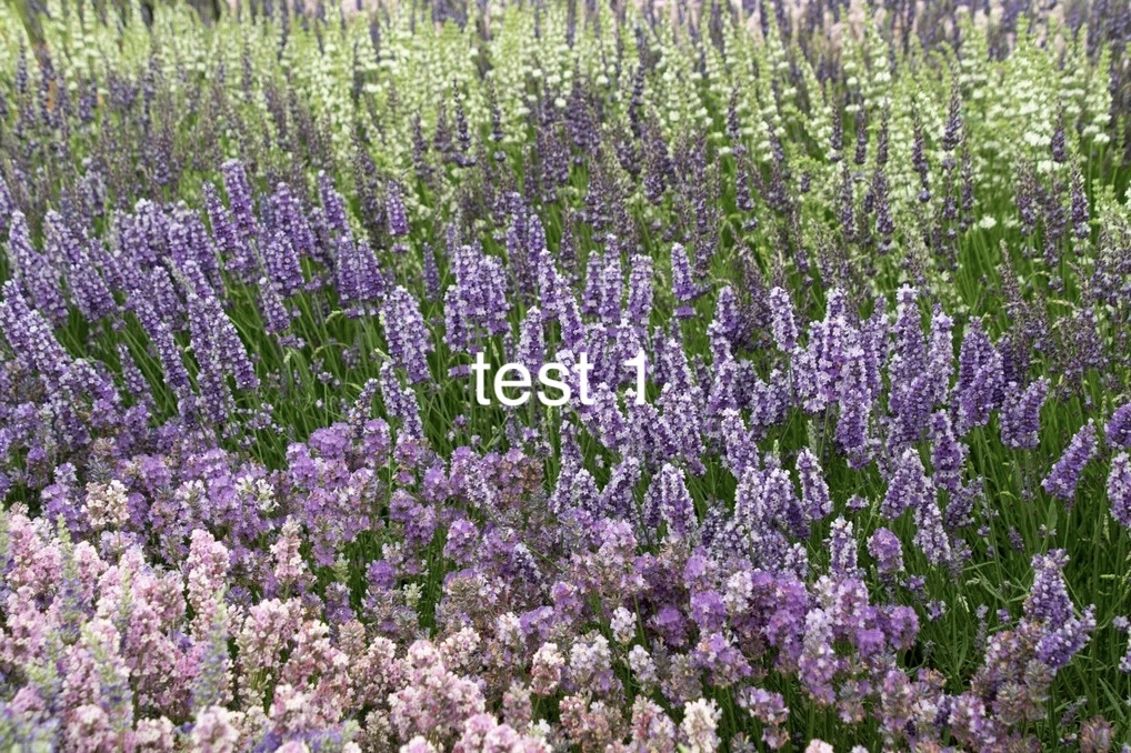 Lavandula X Intermedia -super- Lavandin