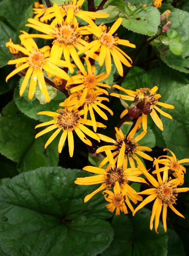 Ligularia Dendata 'Othello'