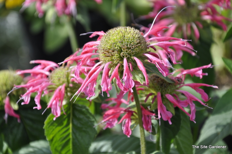 Monarda D. 'Coral Reef — photo 1