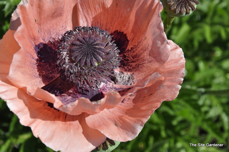 Papaver Orientale 'Princess Louise'