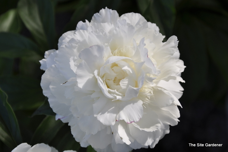 Peony 'Shirley Temple'