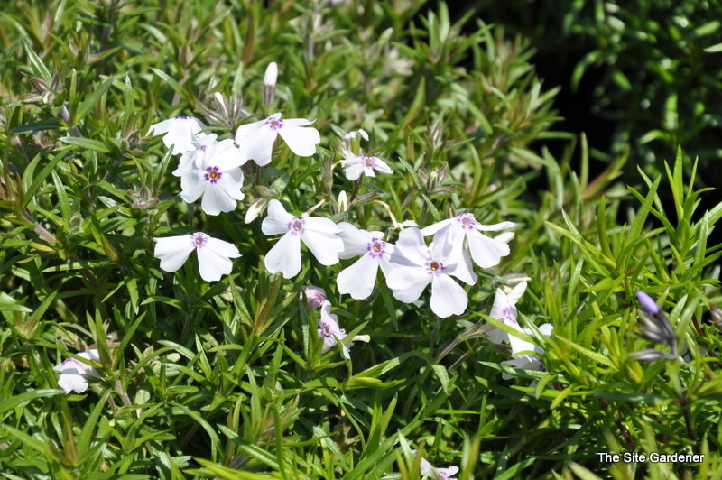 Phlox Subulata 'Amazing Grace'