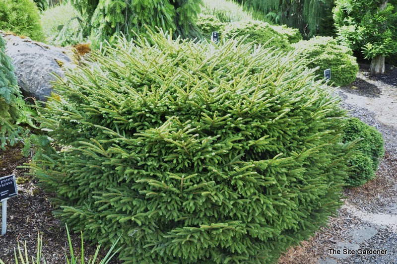 Picea Abies Barnes