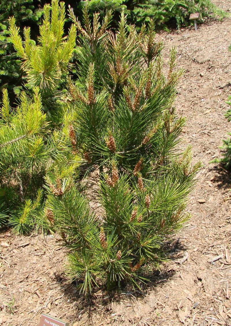 Pinus Bungeana Dwarf Fairway