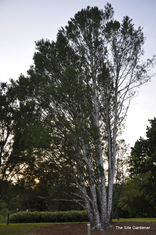 Pinus Bungeana Silver Ghost — photo 1