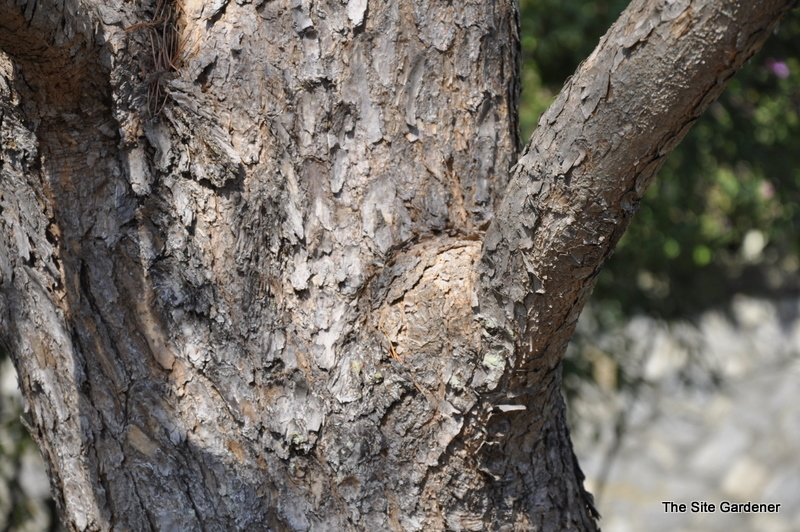 Pinus Densiflora Pinaceae