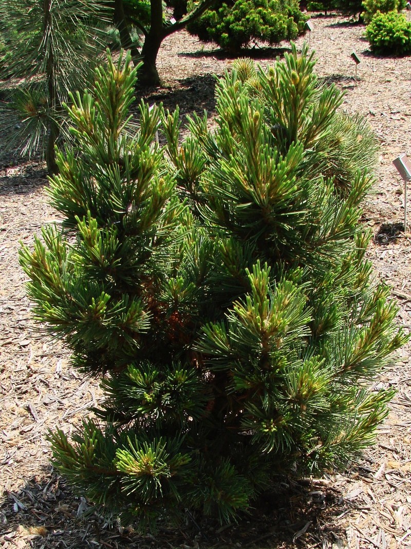 Pinus Flexilis Dakota — photo 1