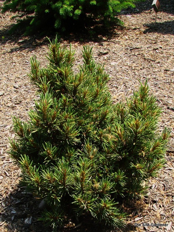 Pinus Flexilis Elton