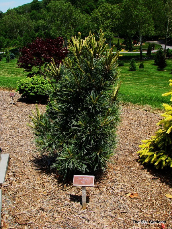 Pinus Flexilis Fleyii — photo 1