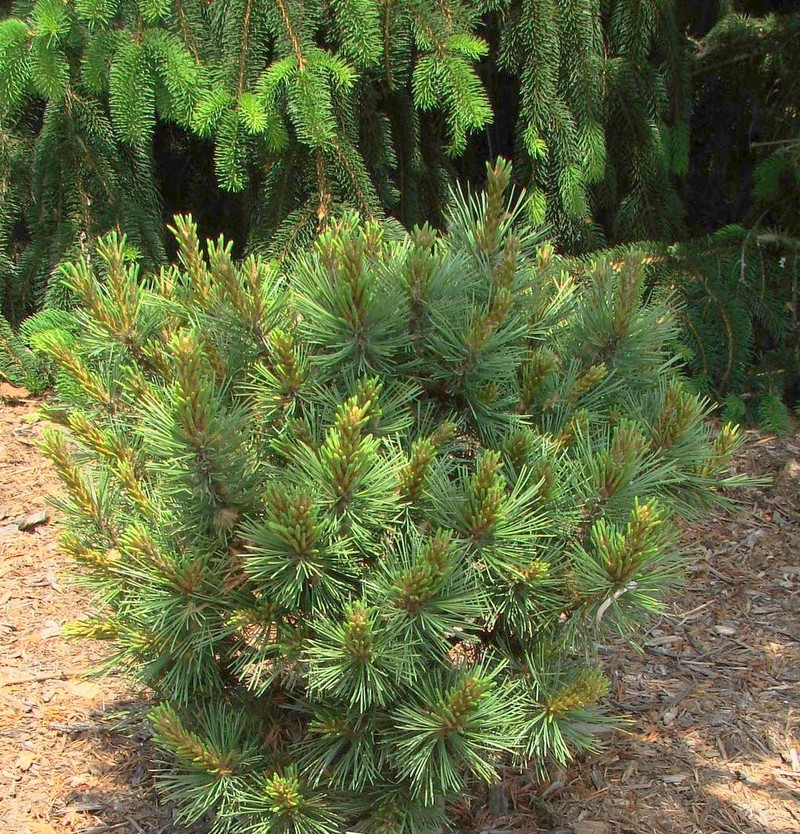 Pinus Flexilis Tara Mae — photo 1