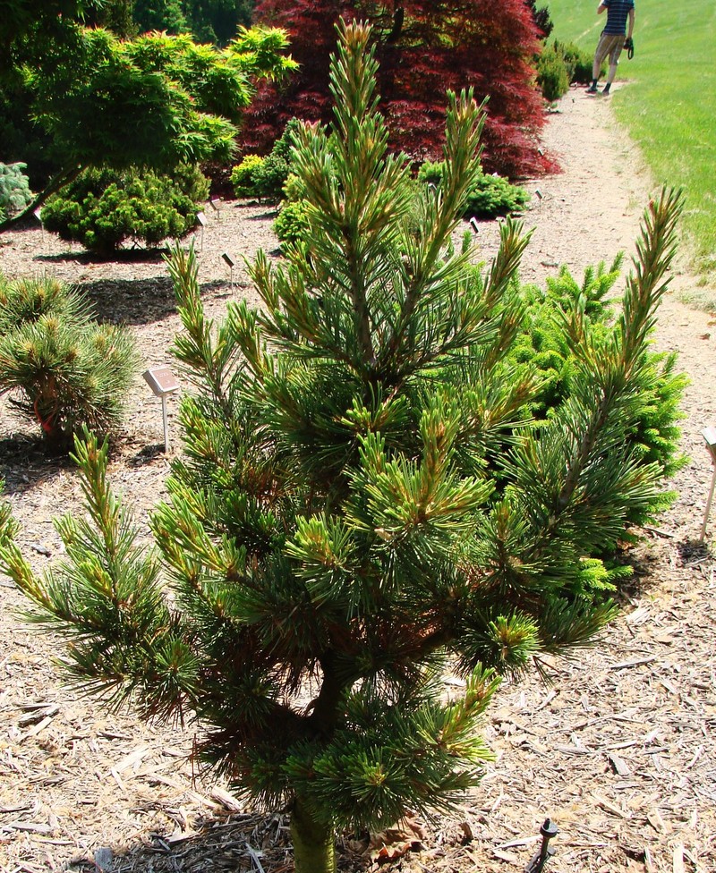 Pinus Flexilis Wigwam — photo 1