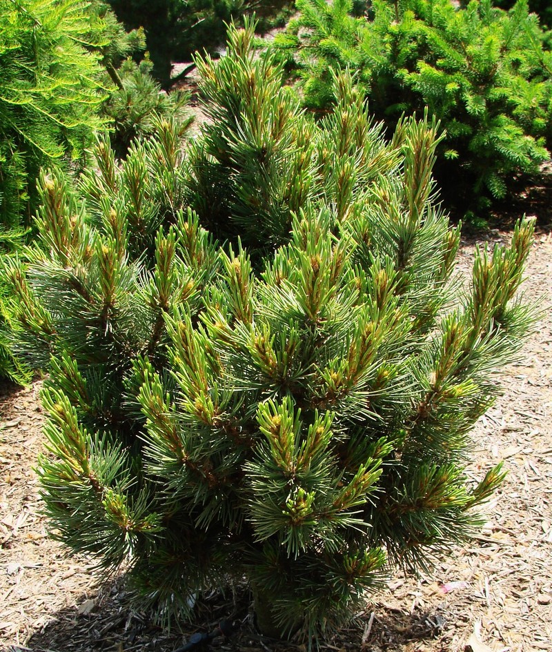 Pinus Flexilis Zuni — photo 1