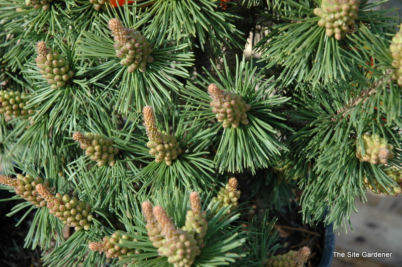 Pinus Mugo 'Green Candle' — photo 1