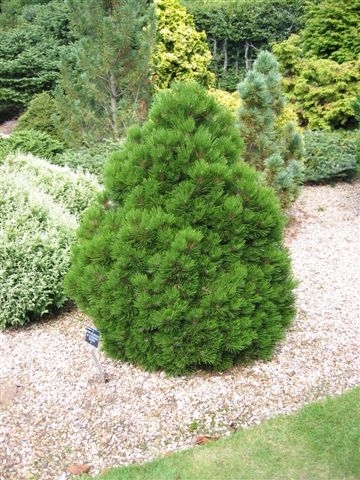 Pinus Heldreichii Smidtii