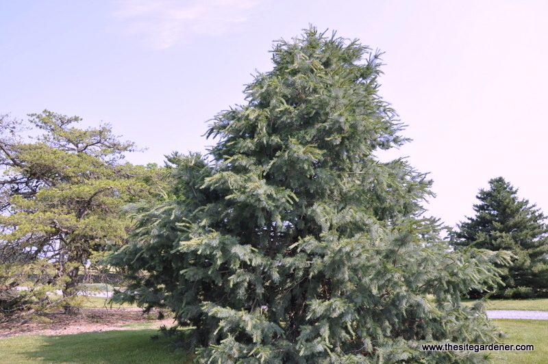 Pinus Johannis
