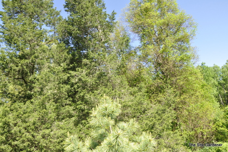 Pinus Koraiensis Avocadra — photo 1