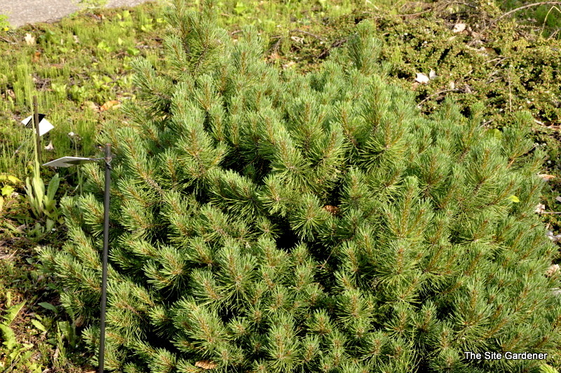 Pinus Mugho Allen