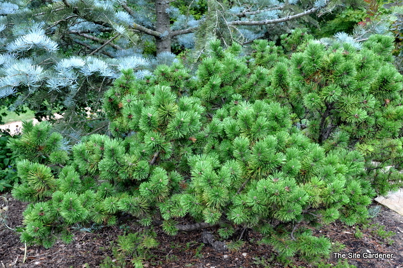 Pinus Mugho Green Candle — photo 1