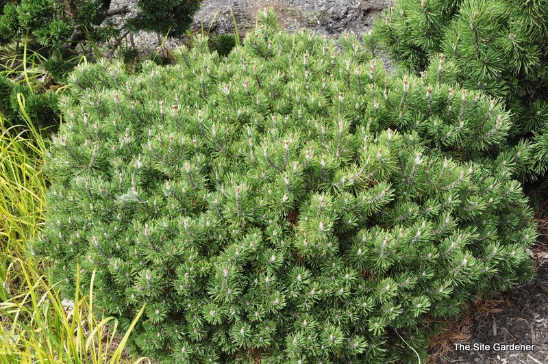Pinus Mugo Mitsch Mini — photo 1