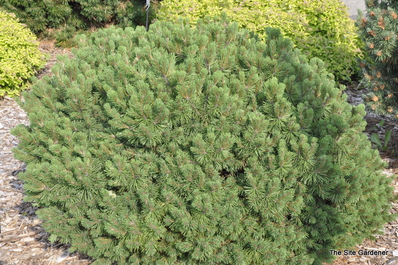 Pinus Mugo Slowmound — photo 1