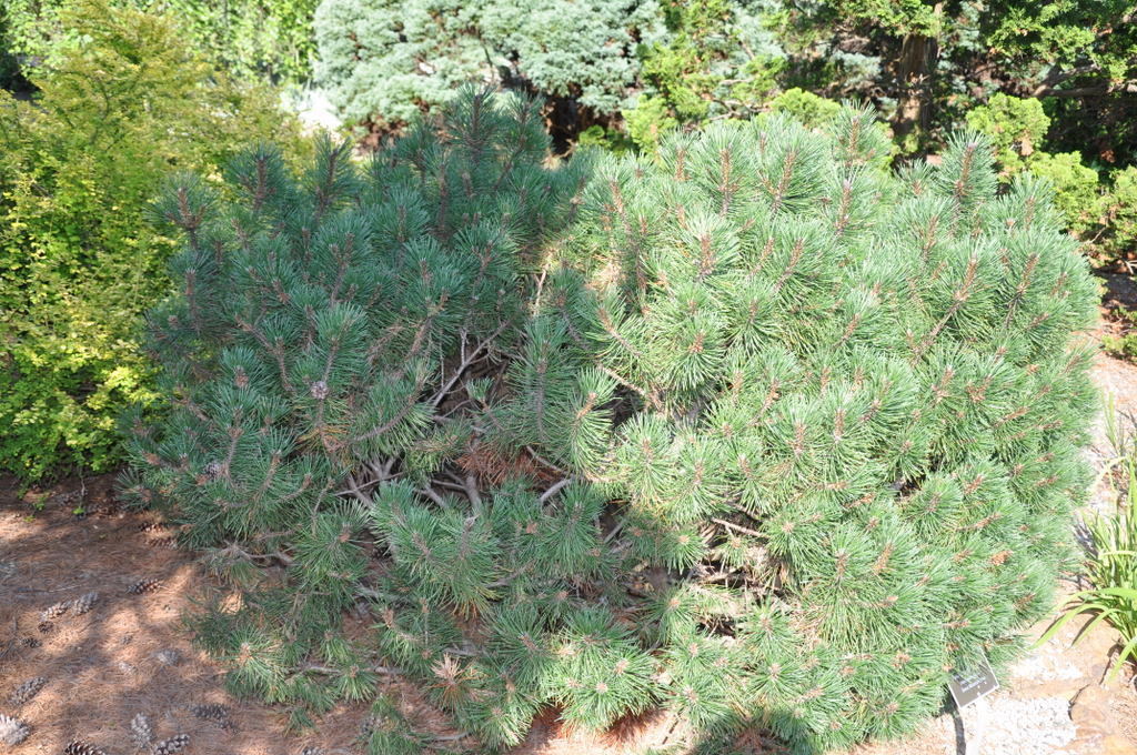 Pinus Mugo Tyrolean — photo 1