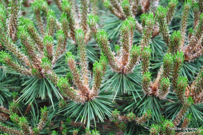 Pinus Nigra Pierick Bregeon Brepo
