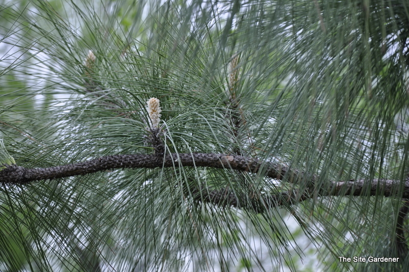 Pinus Palustris