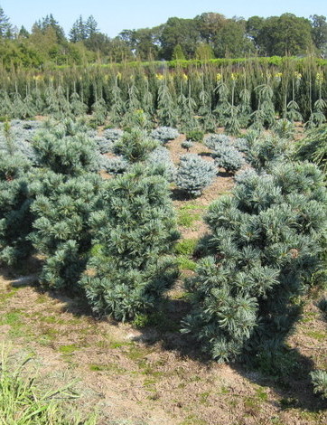 Pinus Par Gimborn's Ideal — photo 1