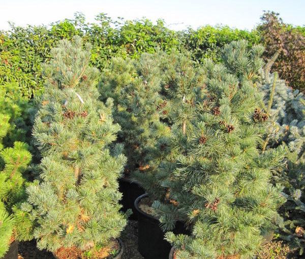 Pinus Parviflora Cleary — photo 1