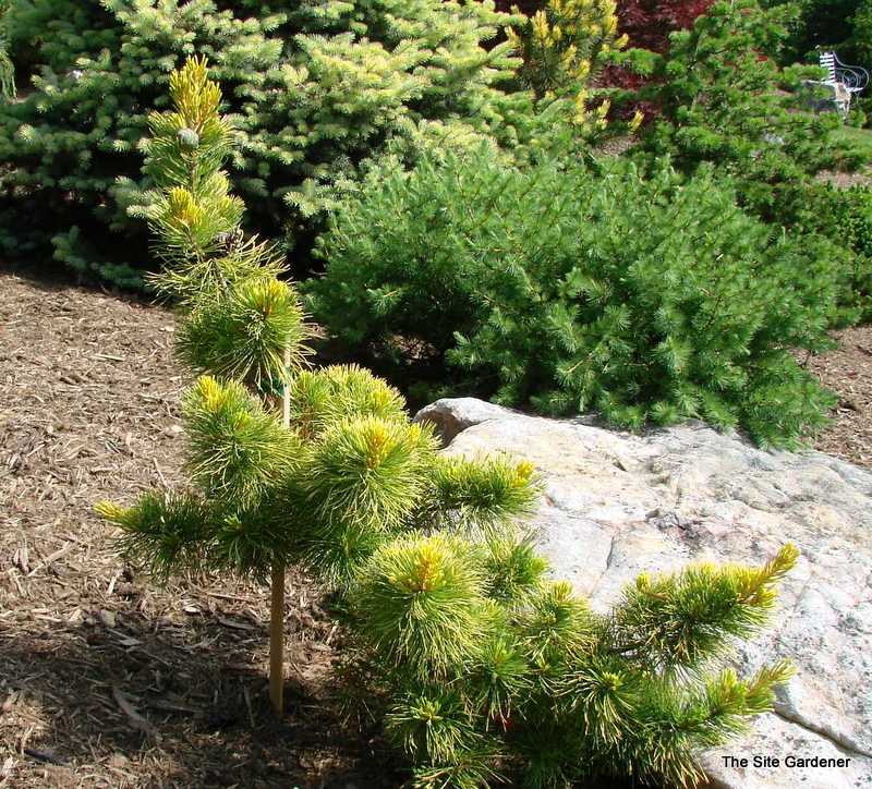 Pinus Parviflora Dr Landis