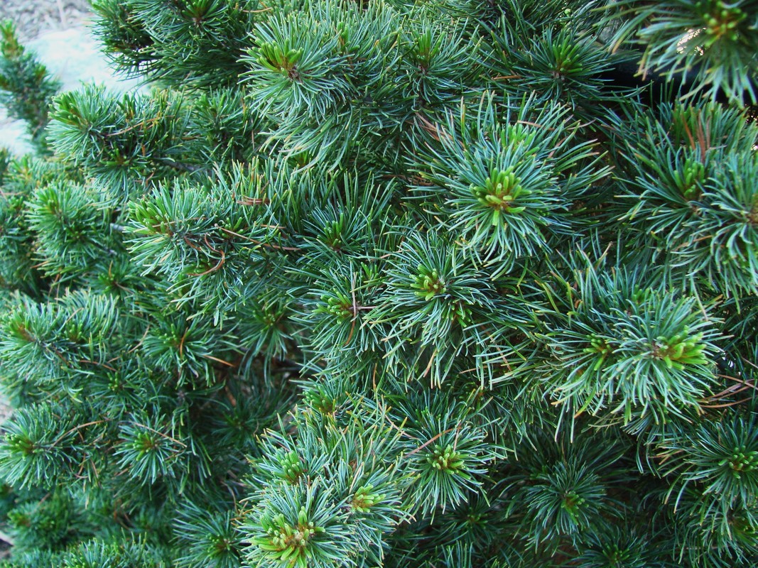 Pinus parviflora