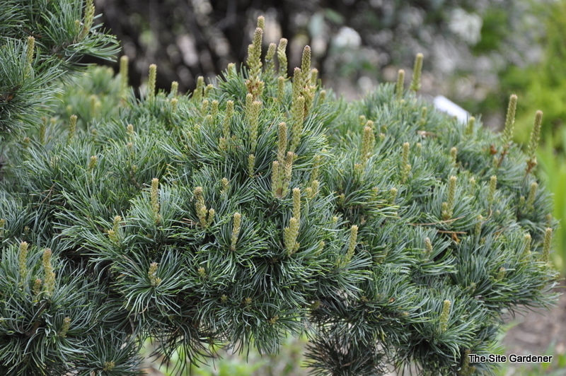 Pinus Parvifloraaoba Jo